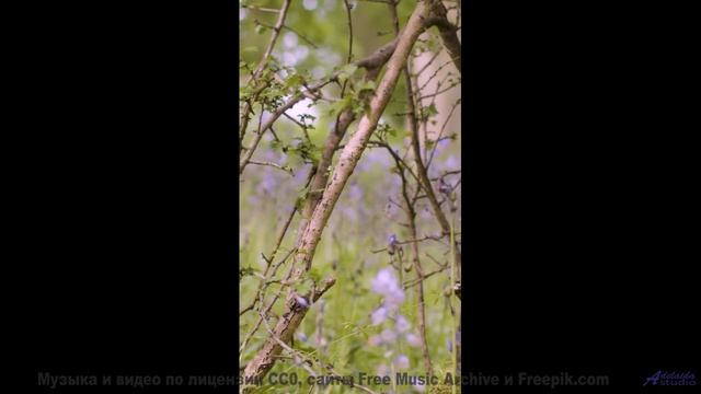 Леса оживают вместе с каждым новым ритмом - Who is That -- J Hacha De Zola -- Antipatico