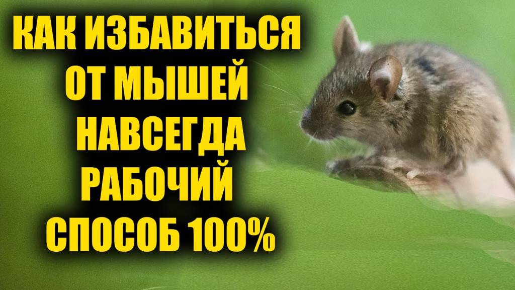 Как избавиться от мышей за 3 секунды навсегда. Рабочий способ 100% поможет избавиться от мышей_