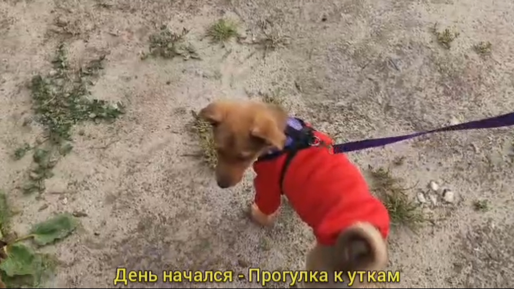 ДЕНЬ НАЧАЛСЯ .. ПРОГУЛКА К УТКАМ  🐶