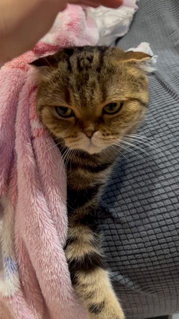 Шотландская вислоухая кошечка 🐱