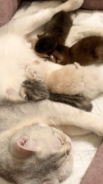 Котята кошки Кайли и котика Маню.