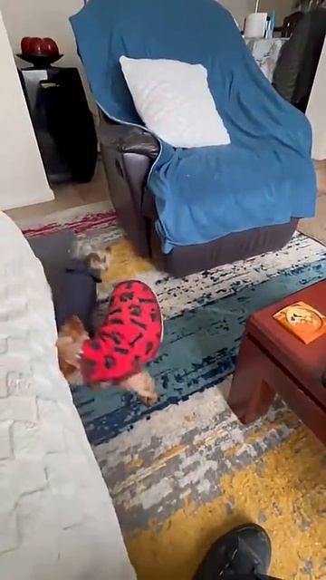 "Царь горы" Йорки Тоби и Чикилин/"King of the Hill" Yorkie Toby and Chikilin ✌️#animals  #yorkshire