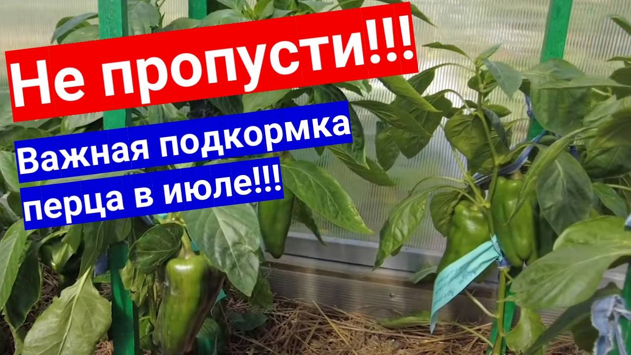 🌶️ Подкормите Перцы ЭТИМ — и соберёте ведро!