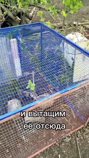 птичка
