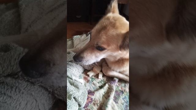 Жадность победила