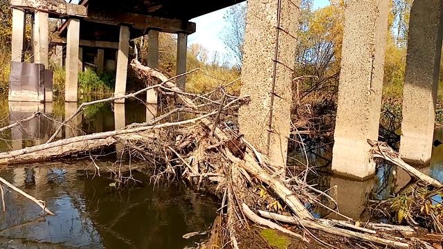 Повстречали    дикую норку