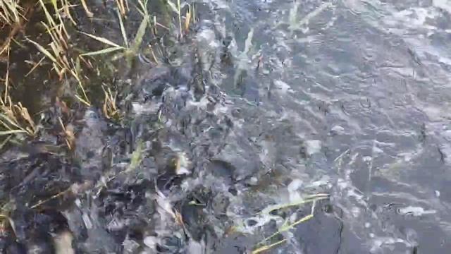 1000030966.mp4