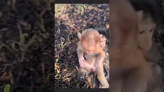 Baby monkeys: парочки и общие воспоминания детства на двоих   1000014138.mp4