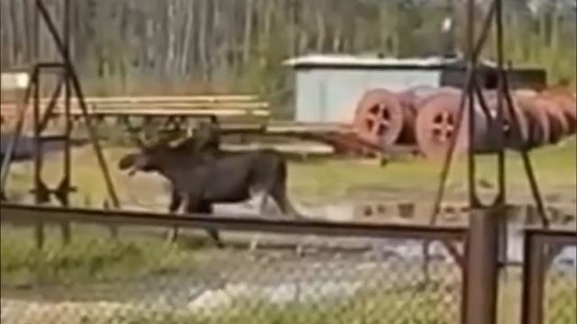 Дикая Атака Медведя! Редкие Случаи с Животными на Камеру