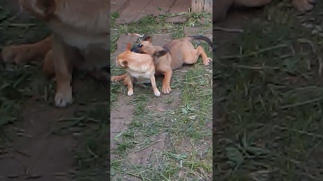 Играют пёсики
