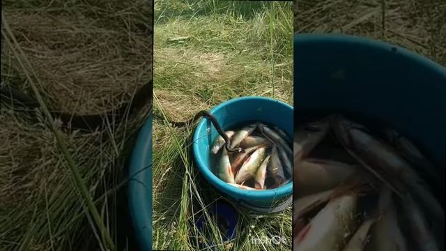 Рыбалка.. Удивительный случай..