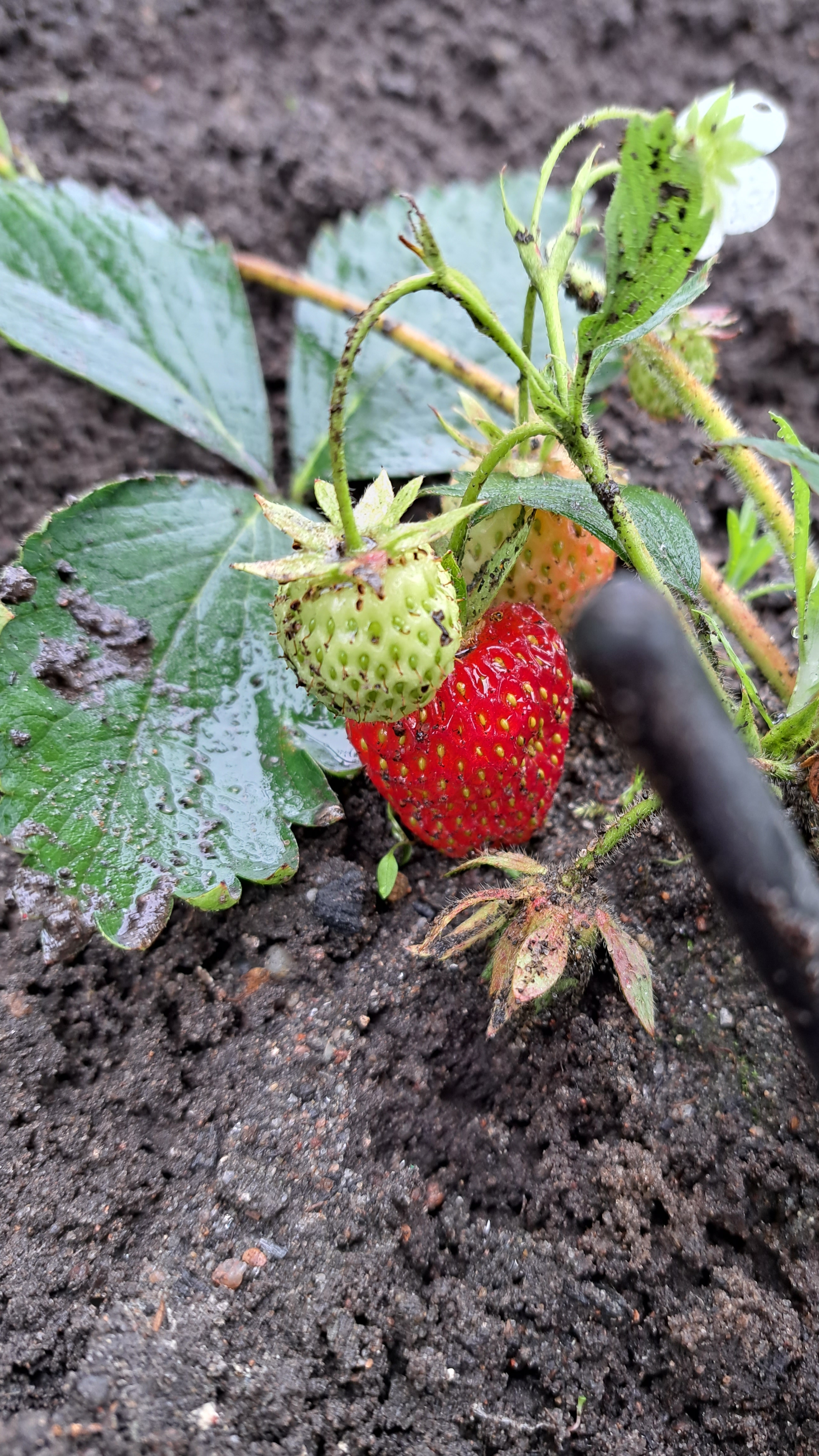 Наша клубника 🍓