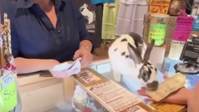 Через кролика вирусы не передаются🦠💵😂