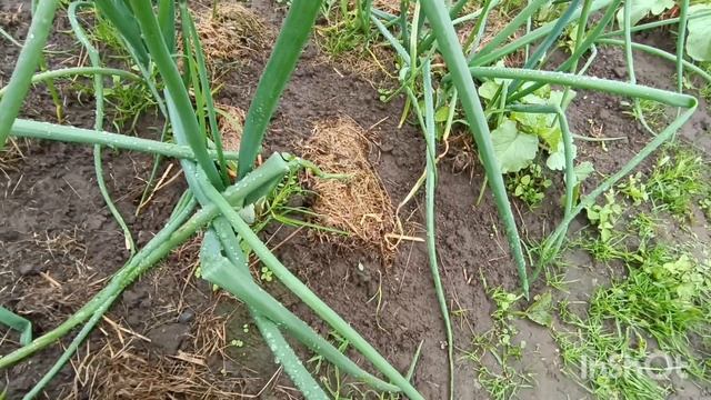 Быстрый осмотр огорода