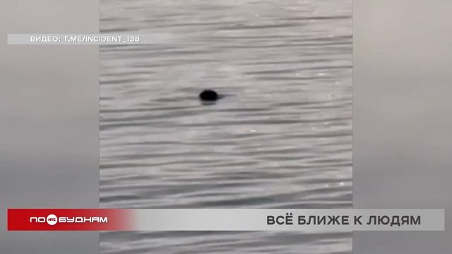 Нетипичное поведение нерп фиксируют специалисты в Листвянке
