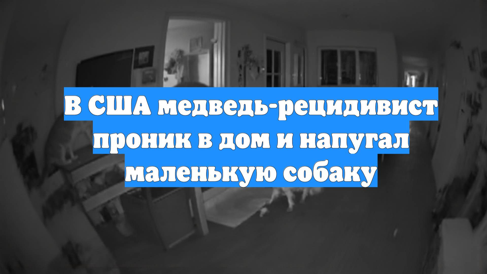 В США медведь-рецидивист проник в дом и напугал маленькую собаку