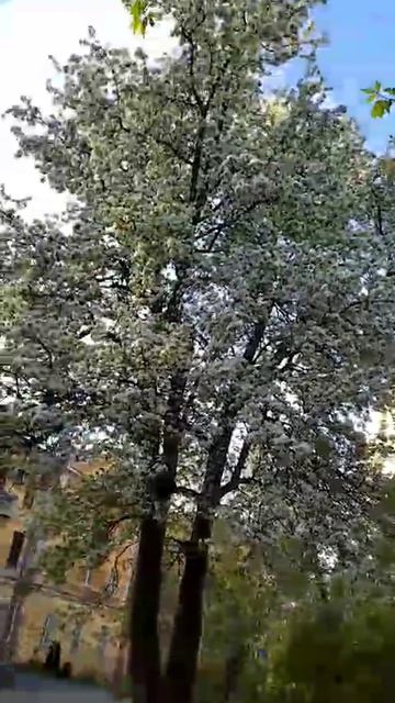 деревце