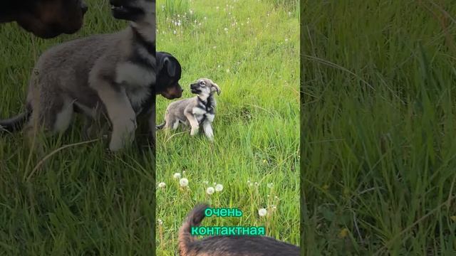 Два щенка подкидыша