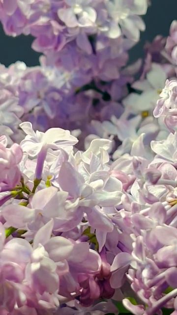 Сирень #wallpaper #relaxing #flowers #love #livewallpaper #цветы #2025 ##shorts #надеждажитина