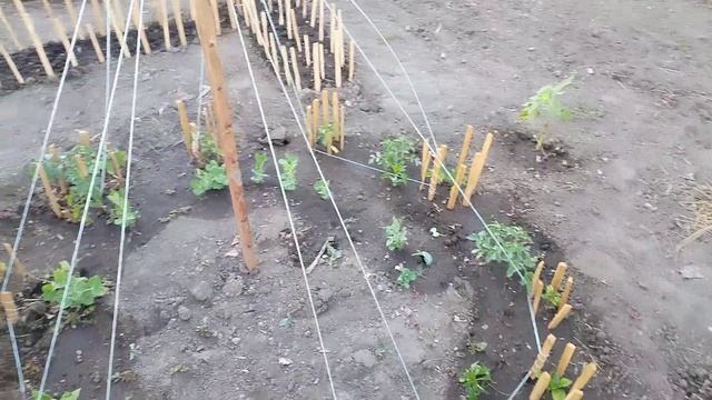 2 урожая за один сезон / что посеять в середине июня / сибирский огород