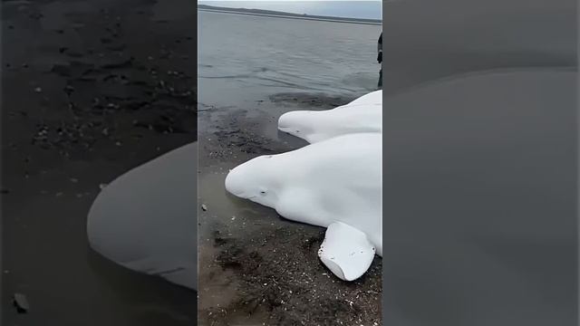Семью белух в отлив  выбросило на берег. Но рыбаки помогли им дождаться прилива Камчатка.