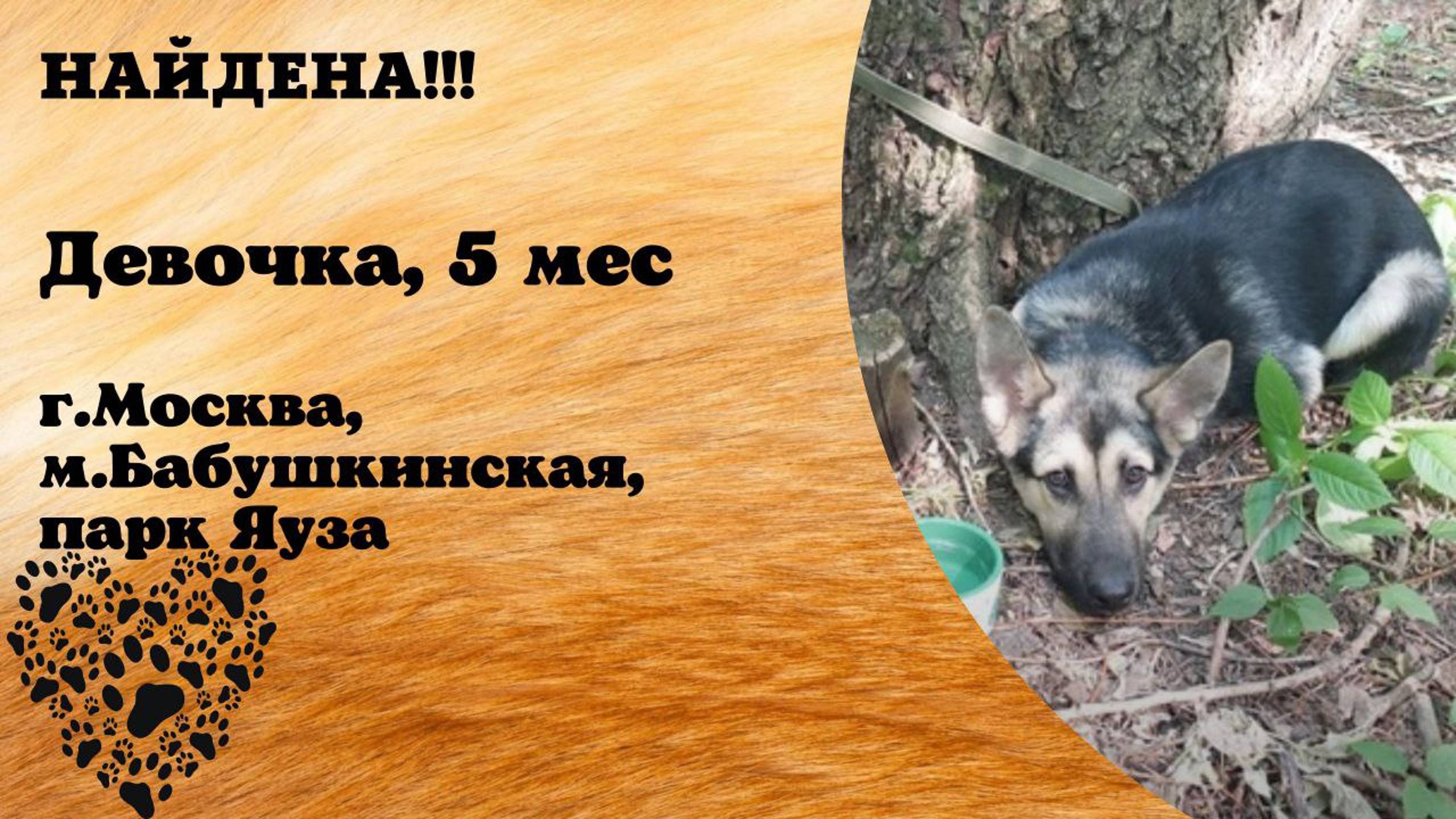 Найдена собака! Девочка. 5 месяцев. г. Москва, м. Бабушкинская, парк Яуза