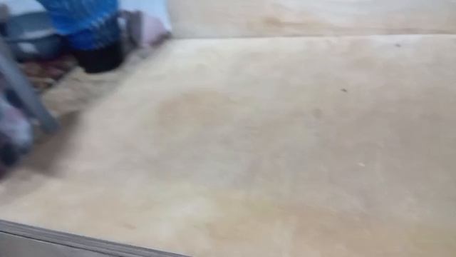 котята 09.05