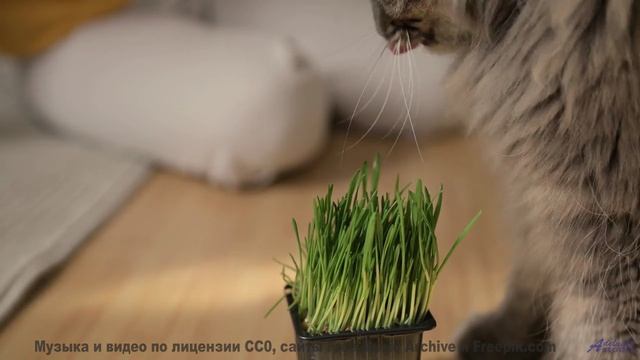 Сердце стучит в такт музыке на фоне этих видов - Anxiety -- HoliznaCC0 -- Only In The Milky Way Part