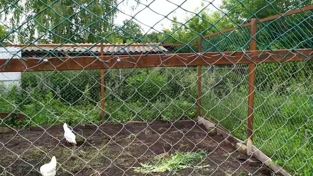 Новополянье! Куры просто избивают!