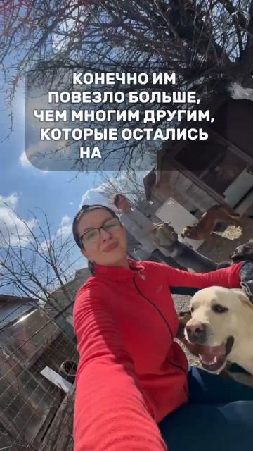 приют "Рыжики"