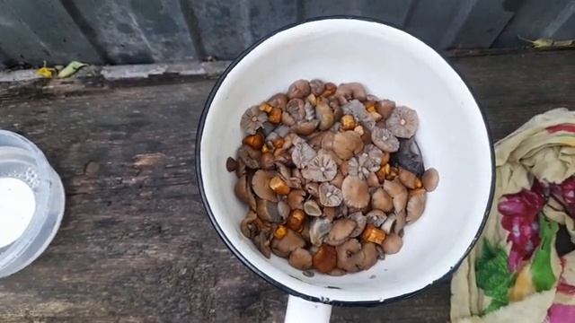 Грибы женатые