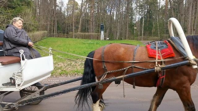 Конные прогулки по Павловскому парку.