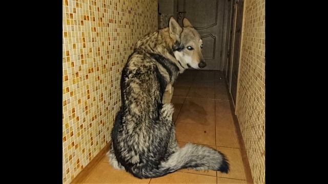 Волк пошёл своей дорогой
