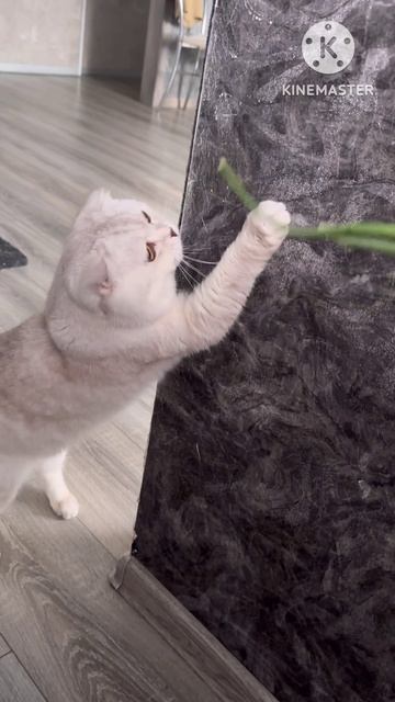 😸🧅 🧅