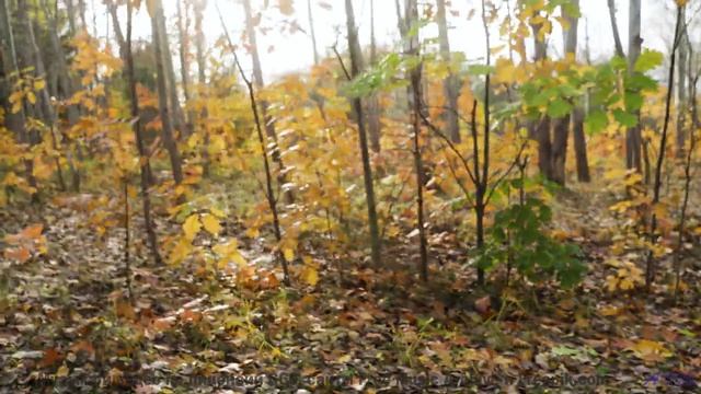 Эта композиция взломала хит-парады - алгоритмы против человечества! - Quiet Houses -- HoliznaCC0 --