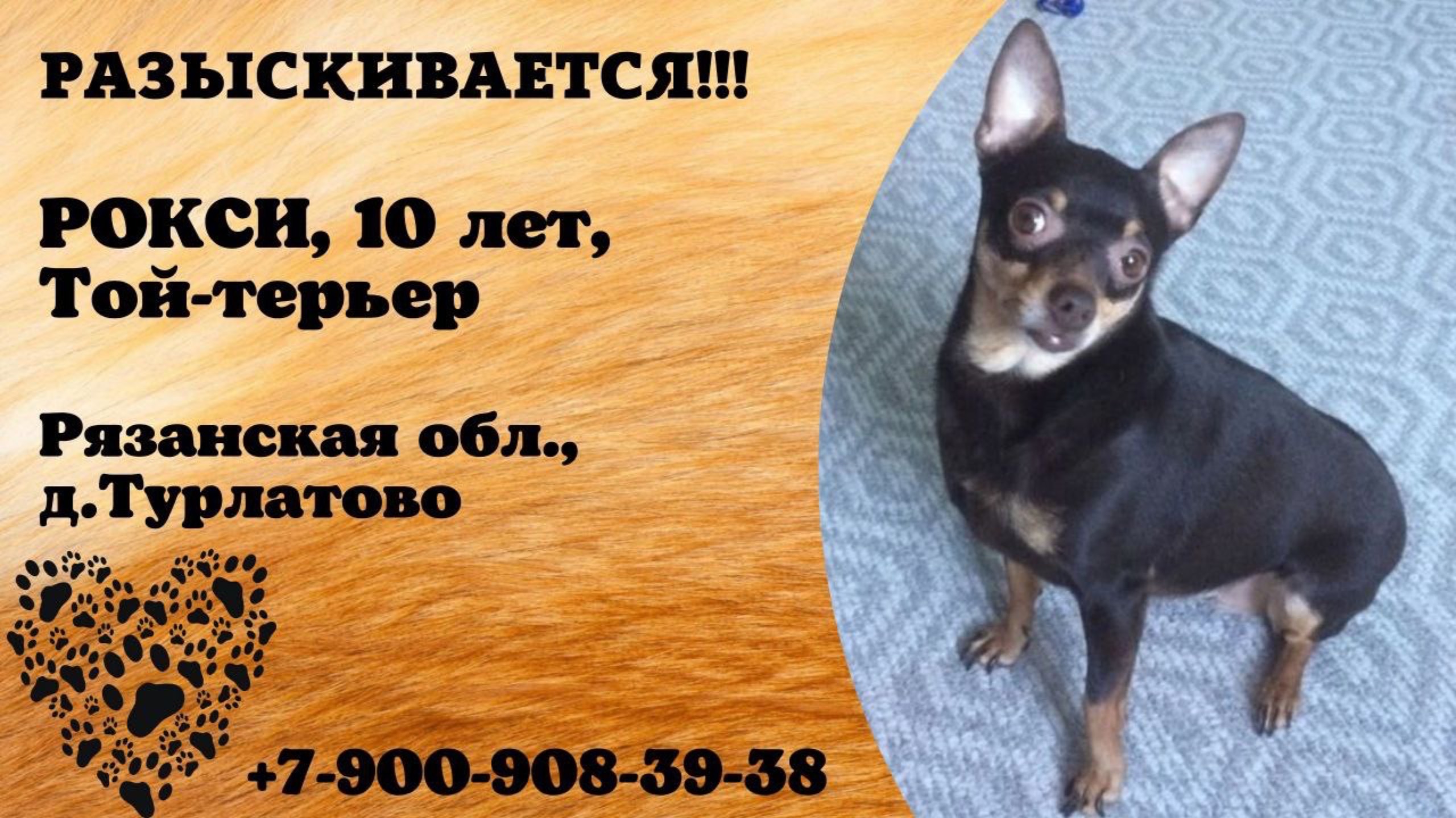 Пропала собака! РОКСИ, 10 лет, той-терьер. Рязанская обл., д.Турлатово.