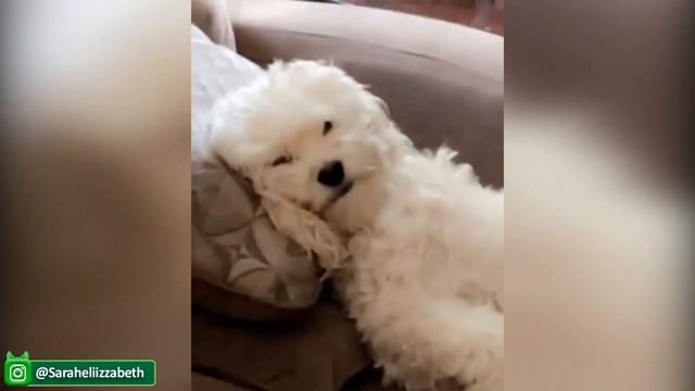 Забавные И Милые Видео с Животными, Которые Сделают Вас Счастливыми