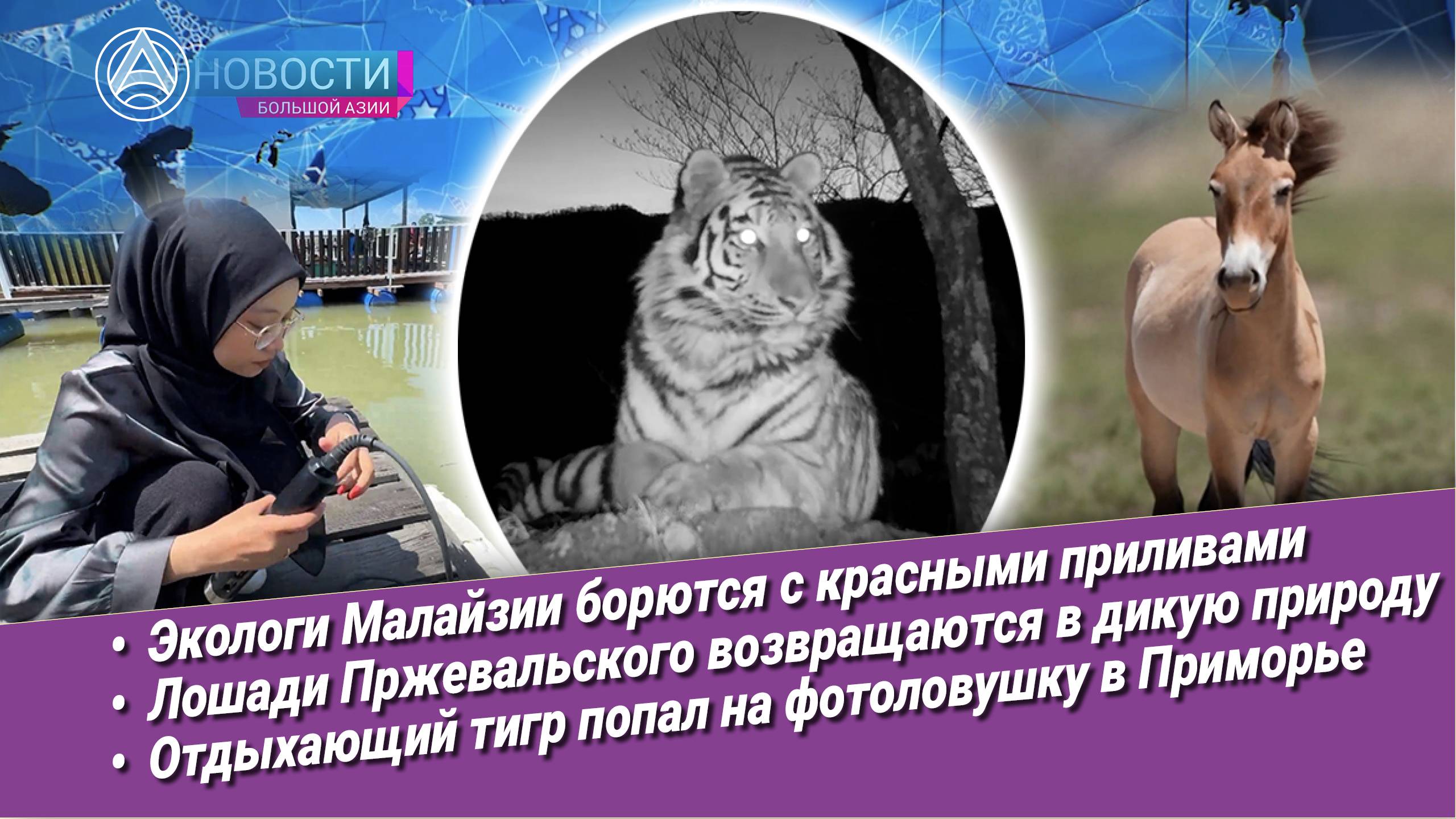 Новости Большой Азии (выпуск 1048): мангровые леса, почва, слоны, лошади Пржевальского, тигроселфи