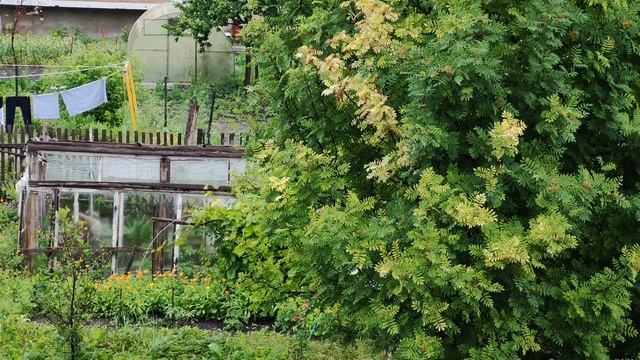 Деревенская теплица на огороде, уютная и тихая жизнь в деревне