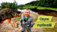 Окуни горбачи!!!