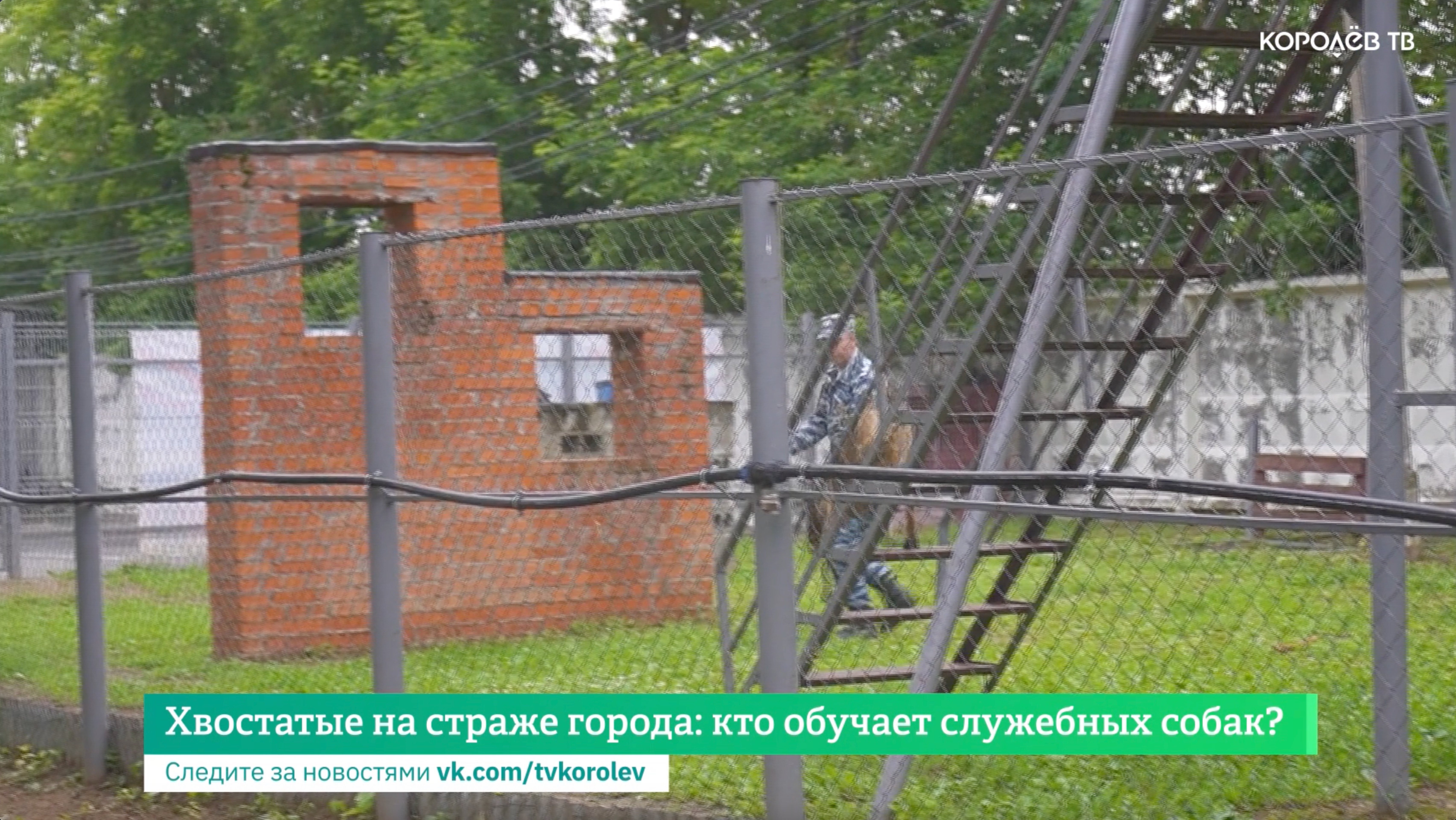 Хвостатые на страже города: кто обучает служебных собак?