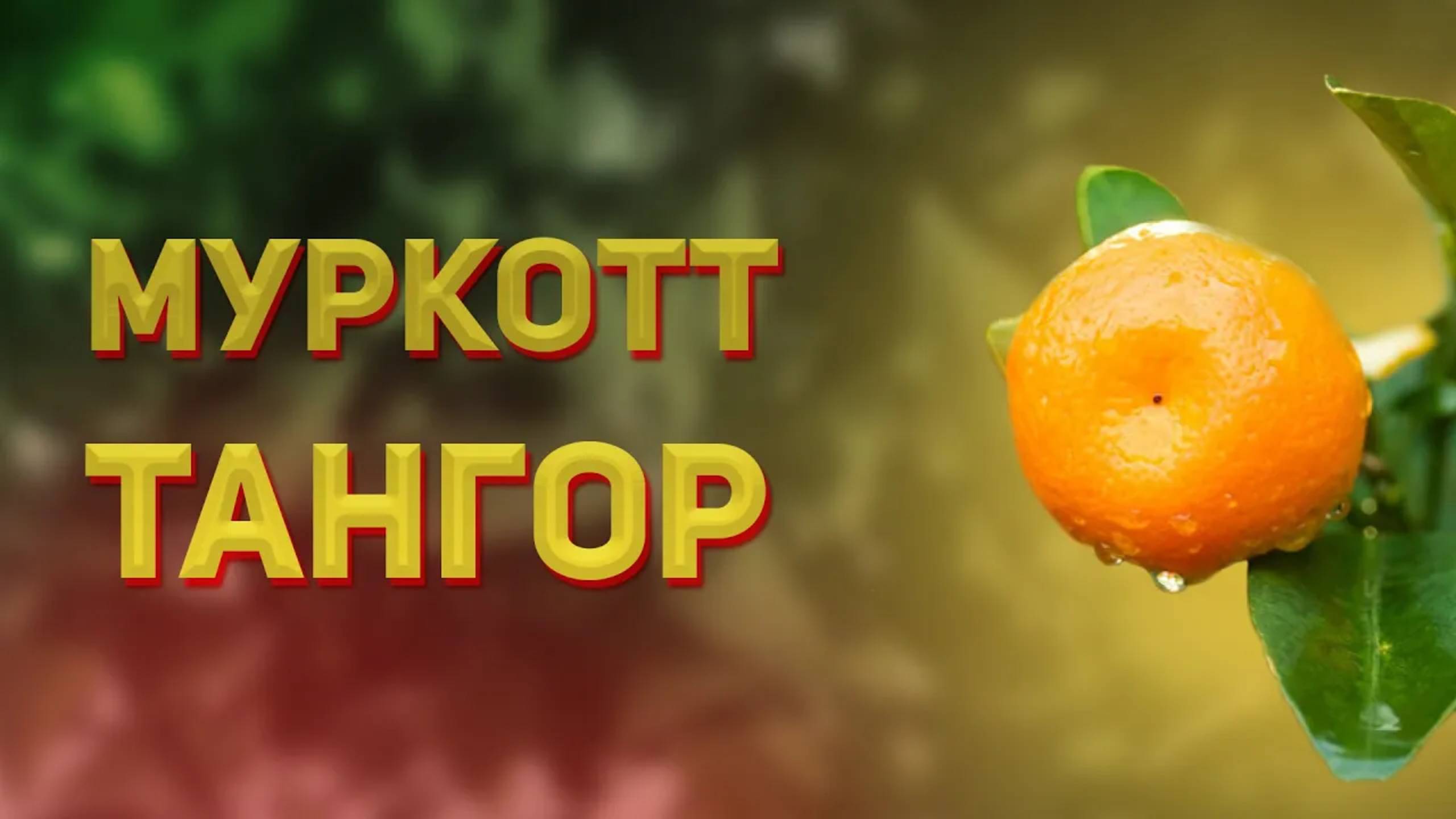 Тангор Муркотт - обзор плодов и вкусовых качеств