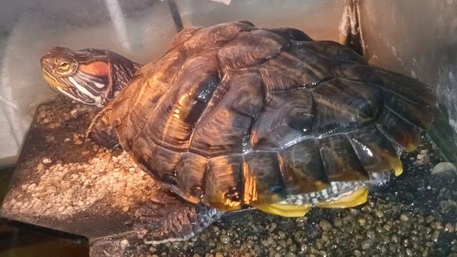 Красноухая черепаха 🐢 утро 21-06-2025