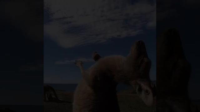 Кенгуру 🦘 танцует