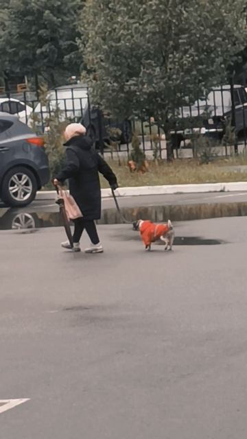 Пес в шоке