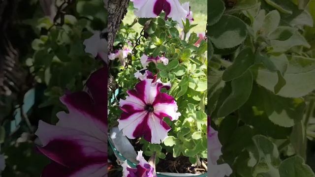 Краски лета 🌞🌺