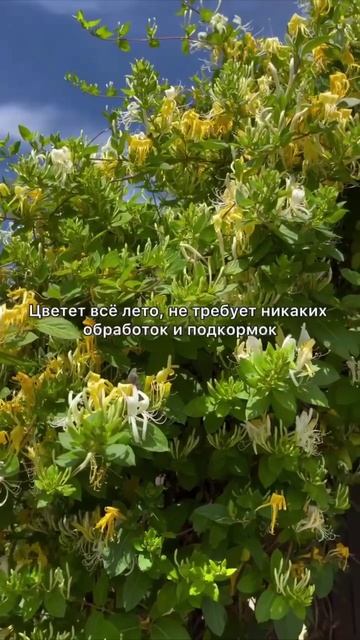 Самая ароматная быстрорастущая живая изгородь - жимолость Каприфоль