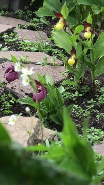 Цветут Венерины башмачки