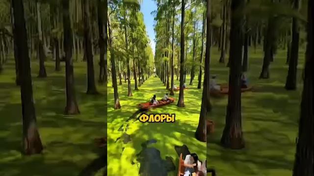 Самый загадочный лес