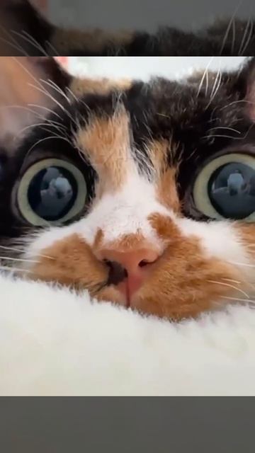 На тебя смотрит котик